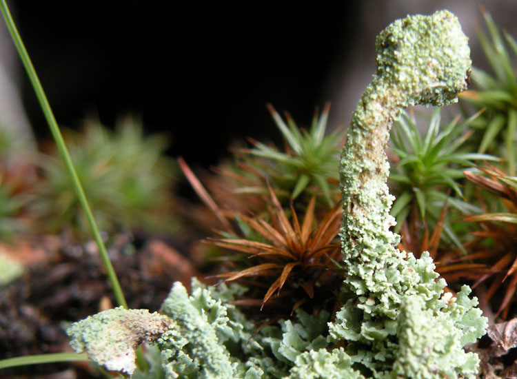 Cladonia squamosa?